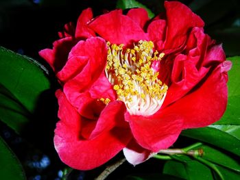 Close-up of red rose blooming outdoors