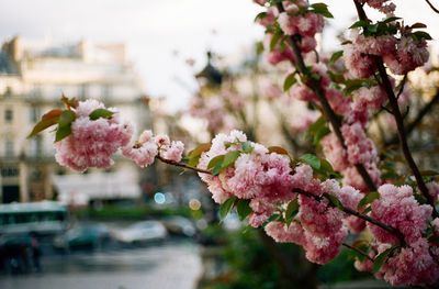 Close-up of pink flowers