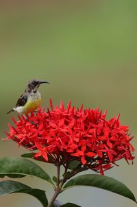 Close-up of hummingbird on red flower