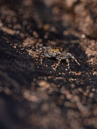 Close-up of insect on rock