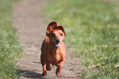 Portrait of dog standing on field