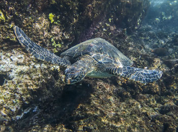 Turtle swimming in sea