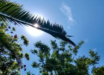 Low angle view of trees against blue sky