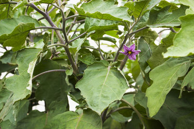 Close-up of flowers blooming outdoors