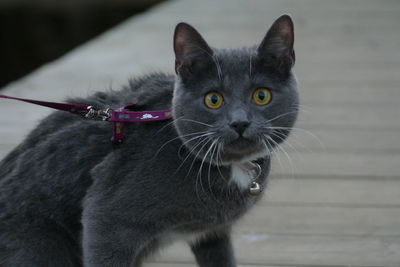 Close-up portrait of a cat