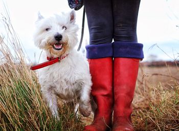 Person standing by west highland white terrier on field