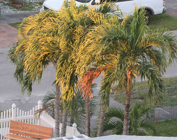 Palm trees against sky