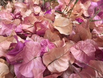 Full frame shot of pink bougainvillea plant