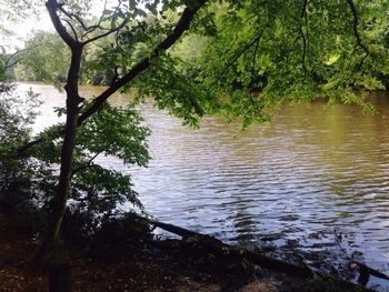 Reflection of trees in river