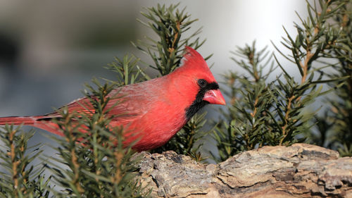 Close-up of a bird perching on rock