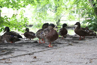 Ducks in a parc