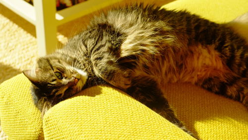 Close-up of tabby resting at home