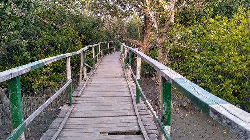 Footbridge amidst trees in forest