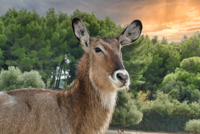 Portrait of a female african waterbuck at sunset