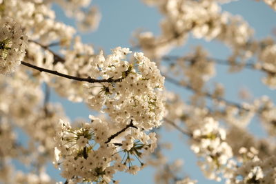 Low angle view of cherry blossom