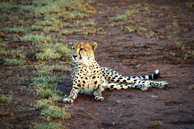 Portrait of a cheetah on land