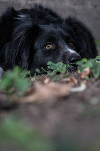 Close-up portrait of black dog