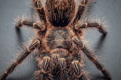tarantula