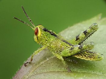 Close-up of insect on leaf