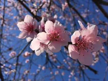 Close-up of pink cherry blossom