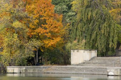 Trees in park during autumn