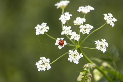 Close-up of insect on white flowering plant