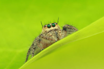 Close-up of insect on leaf