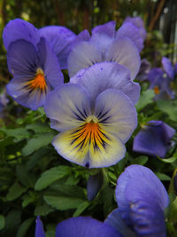 Close-up of purple flowers blooming outdoors