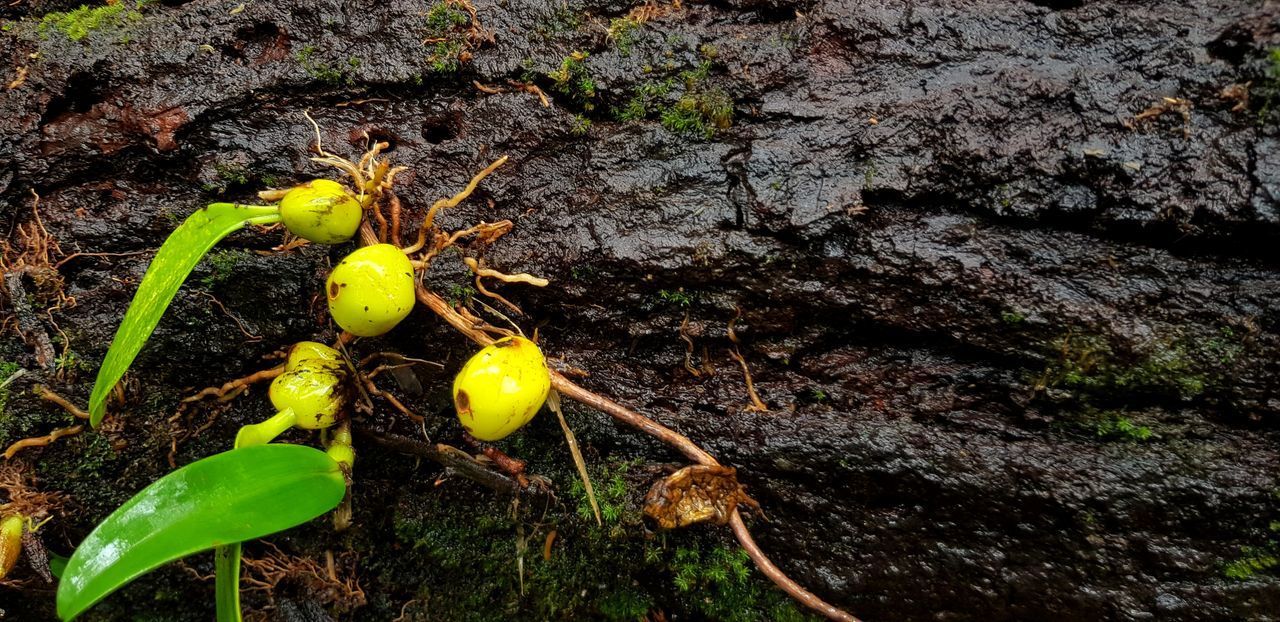 CLOSE-UP OF FRUITS GROWING ON FIELD