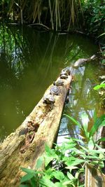 Lizard on tree trunk