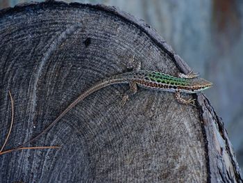 Close-up of lizard on tree stump