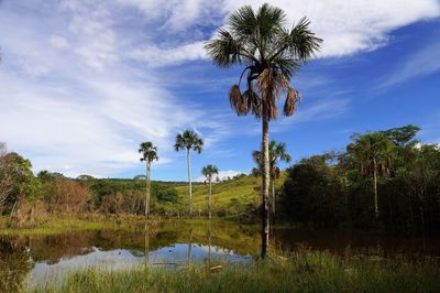 Palm trees on landscape against sky