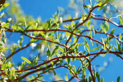 Low angle view of tree against blue sky