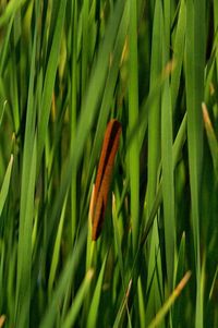 Close-up of lizard on grass