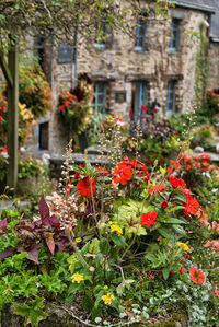 Close-up of flowering plants against building