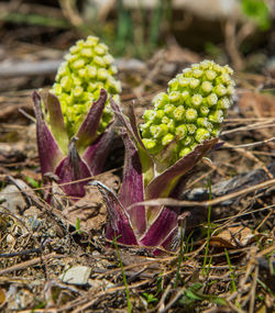 Close-up of plant growing on field