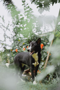 Dog lying on field