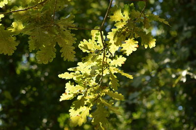 Close-up of leaves growing on tree
