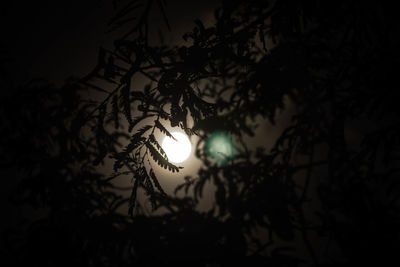 Low angle view of silhouette tree against sky at night