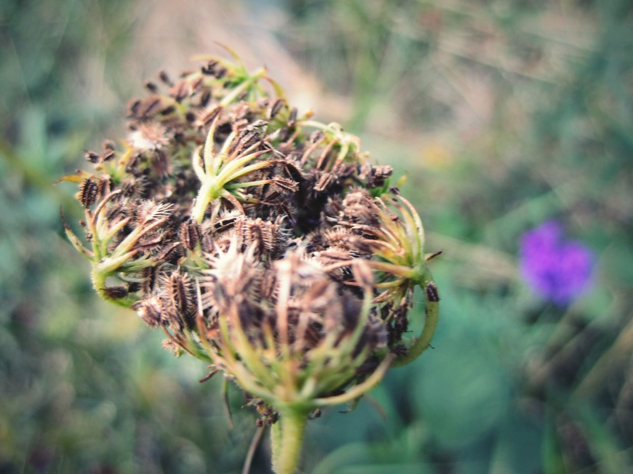 CLOSE-UP OF WILTED FLOWER ON PLANT