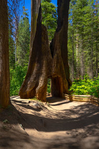 Trees growing in forest