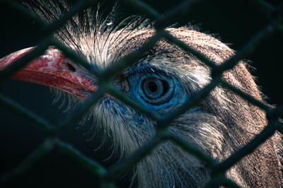 Close-up of bird