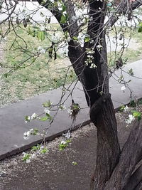 Bare trees against sky