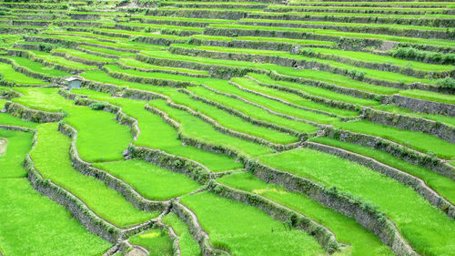 High angle view of rice terraces on mountain