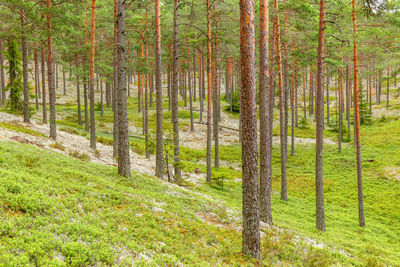 Pine trees in forest