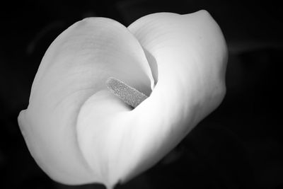 Close-up of calla lily growing outdoors