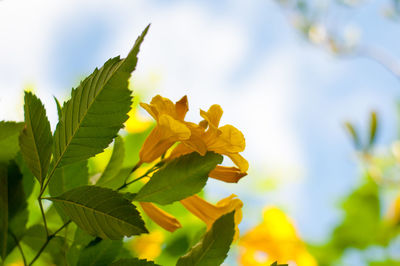 Low angle view of yellow flowers against sky