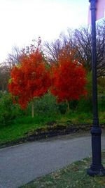 Trees in park