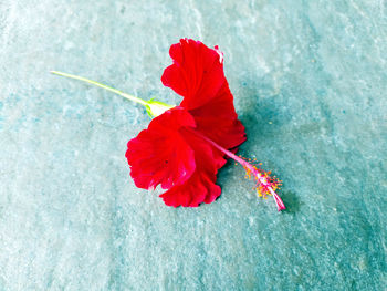 Close-up of red hibiscus flower