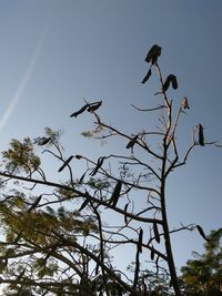 Low angle view of bird perching on tree against sky